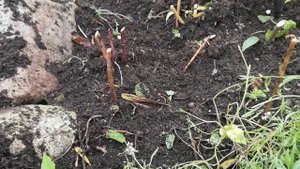 ЧЕСНОК и ТЮЛЬПАНЫ  быстрая и простая посадка. Кто обАрдзел в моем саду?