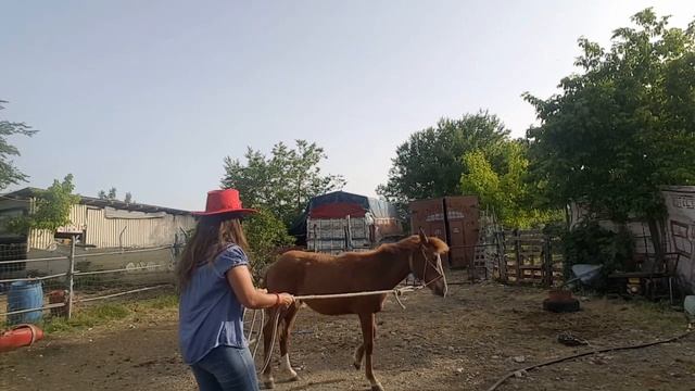 Угощение  // учим ЛОШАДЬ  следовать за человеком✔