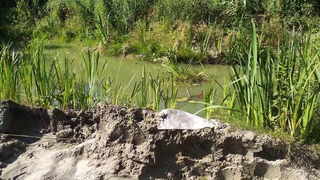 Флора богатая планктоном очищающая воду (4К) для разглядеть планктон смотреть онлайн