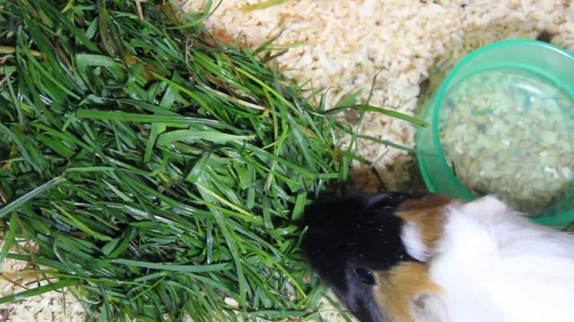 VLOG: Всё ради Морковки. Встреча с Моней. Смешная Манюня. смотреть онлайн