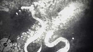 Организация SCP из Франции - SAPPHIRE