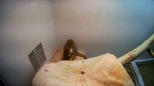 домашние питомцы виды, обезьянка саймири