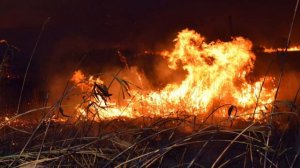 мордва, история и причём здесь медведи?