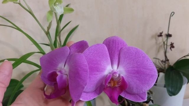 Повторное цветение фаленопсиса СИНГОЛО. Стоит ли покупать?