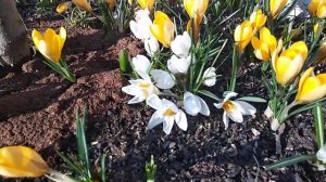 Крокусы и подснежники в цвету весной