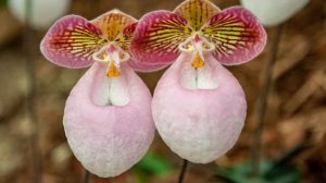 Paphiopedilum micranthum, INTERESANTE PLANTA EN PELIGRO CRÍTICO