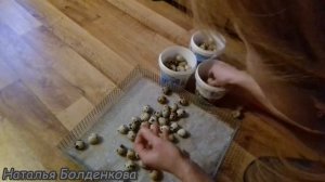 Перепела. Закладка в инкубатор яиц.