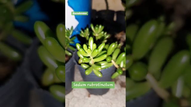 Sedum rubrotinctum #jardin #jardineria #garden #gardening #suculentas #plantas #plants #bonsai