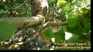 ПРИ ПОСАДКЕ САЖЕНЦА ЗАГЛУБИЛИ КОРНЕВУЮ ШЕЙКУ� Как исправить если дерево уже большое.