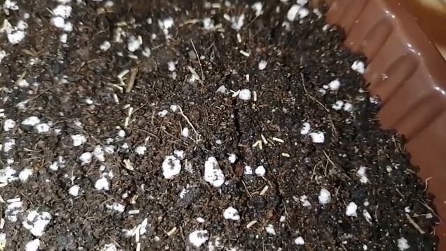 Посадка цинирарии из семян