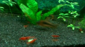 Как питаются креветки черри