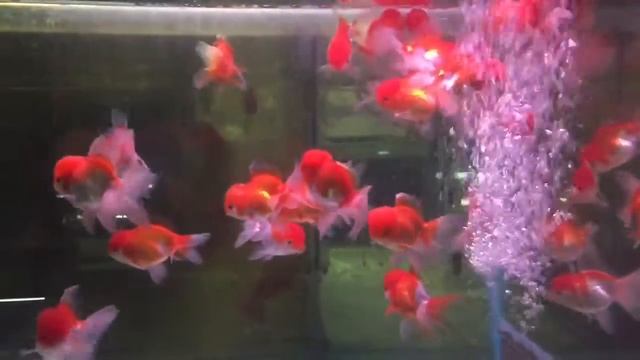 Carassius Auratus Оранда красно-белая  Red And White Oranda