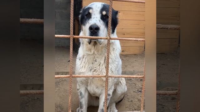 Алабай Черна Роза ? Это видео из фото:) Мы с Вамими! смотреть онлайн