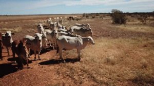 Mustering Cattle With A Drone (Orbit Innovations Group)