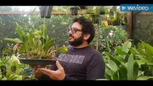 Cultivo da Hadrolaelia alaorii e Dicas de Cultivo de Orquídeas