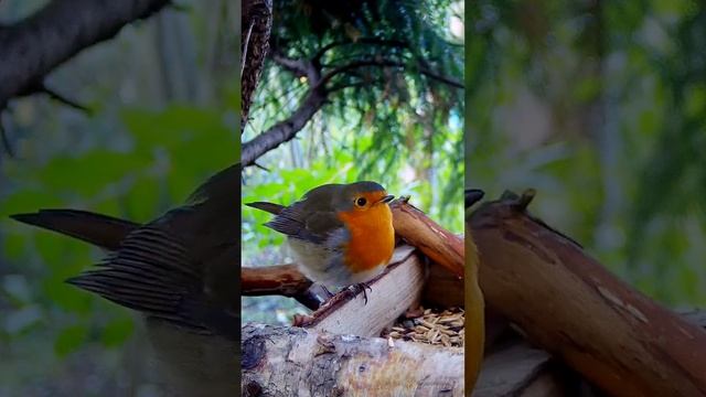 На кормушке МАЛИНОВКА смотреть онлайн