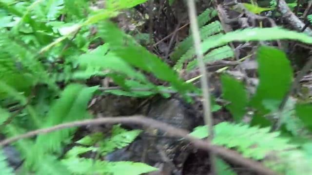 Primitive Life: Finding Food Meet Giant Anaconda Python - Skills Catch Big Python To Survive