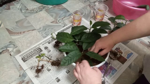 Комнатные Растения. Пересадка Хой: Мультифлоры и Локки смотреть онлайн