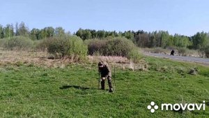 Коровы идут на пастбище, первый раз, после долгой зимы.