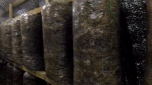 Грибные блоки спустя 7 дней. Стадия инкубации