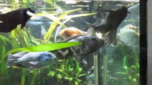 Синодонтис не ХИЩНИК, но мелкую рыбу всю съест!