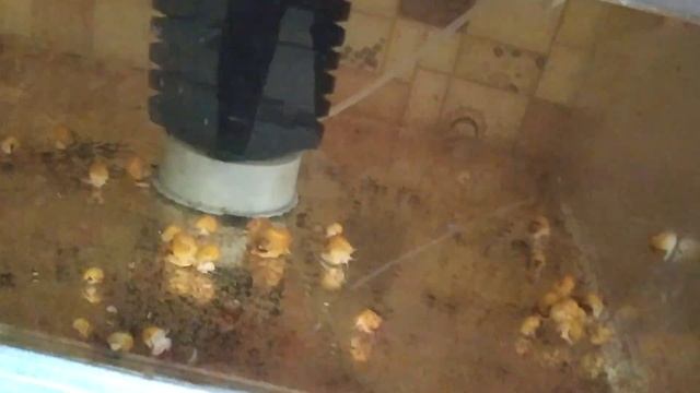 Пропала икра. смотреть онлайн