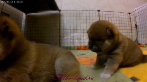Shiba inu puppies playing.Щенки сиба ину играют и растут.柴犬の子犬が遊んでいます