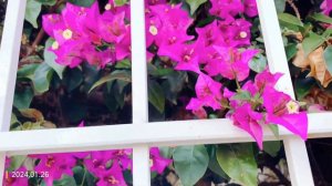 Amazing deep purple, red Bougainvillea blooms