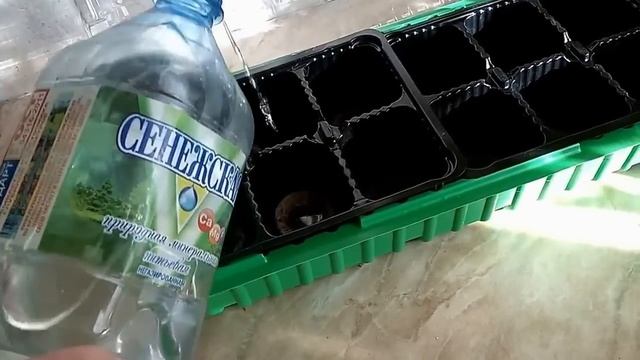 Петуния из семян. Рассада петунии в торфяных таблетках - быстро и несложно! смотреть онлайн