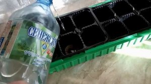 Петуния из семян. Рассада петунии  в торфяных таблетках - быстро и несложно!