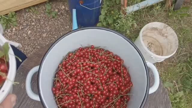 Сад Собираем Урожай