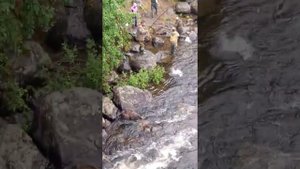 как ловят Горбушу во время нереста в Мурманской области на реке Умба