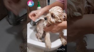 Купаем щенка кокапу