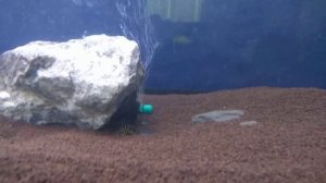 Номерной Сом l 340