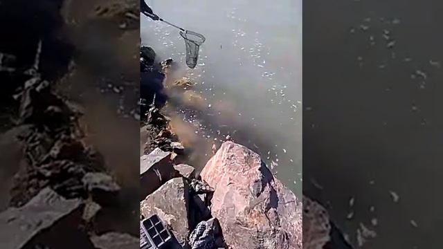 Балхаш сазан 2018г улкен