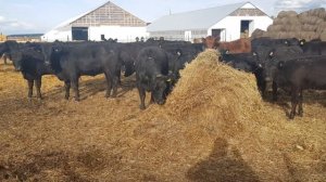 Продажа 9000 голов телят и нетелей Абердин Ангус/ Продажа Абердин Ангус породы КРС +7(965) 6000-575