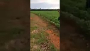 Атака дикого кабана. Жестокое нападение дикого кабана на человека. Прикол
