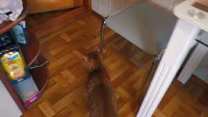 ДОМ ТЮРЬМА из картона для кошки ? . ПОБЕГ из тюрьмы HOUSE PRISON made of cardboard for a cat