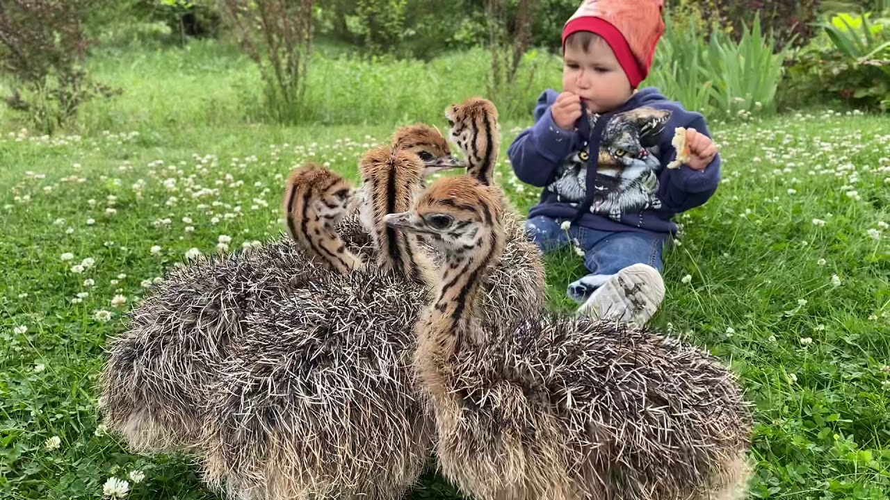 Страусята песня. Маленький страусенок. Страусята. Мягкая игрушка страусенок.