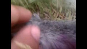 Ушной клещ  у кроликов . Лечение и профилактика.