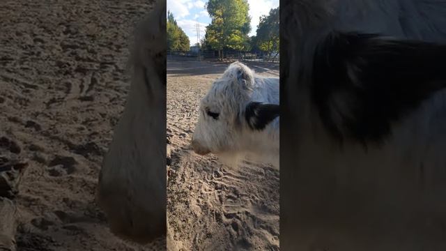 Ростовский зоопарк  яки/Любимое место в городе 🐃