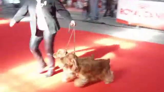 Exposition NIORT FRANCE - 9 FEV 08 - N°4 - COUPLE смотреть онлайн