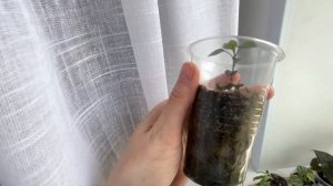 Простая идея вертикального озеленения, без особых затрат! Обзор растений в гостиной, мастерской.