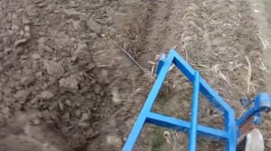Пашем огород после картофеля под сидераты.