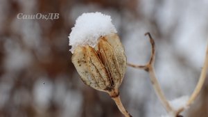 Оттепель в Приморье. Снег выпал - снег растаял...