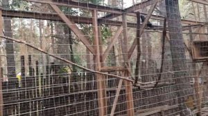 Ульяновский зоопарк в парке 40летия ВЛКСМ- отличное место для прогулок с детьми!