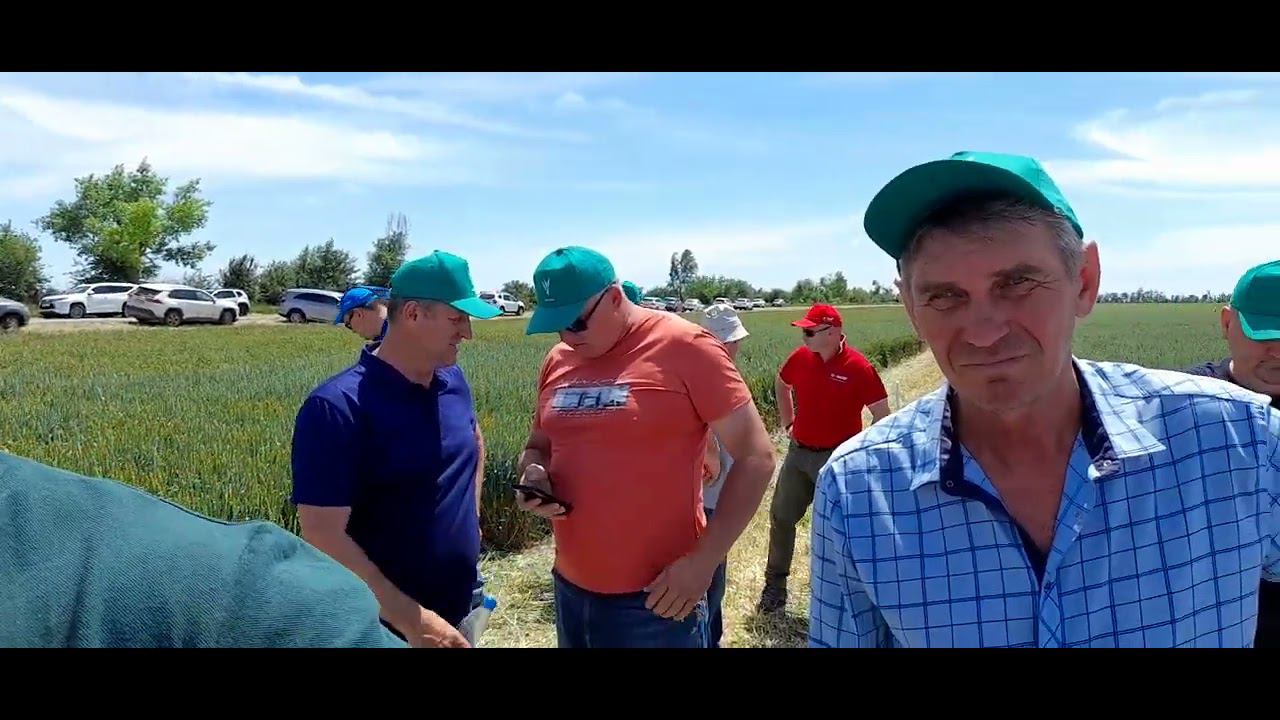 Озимая пшеница сорт Школа. Нюансы возделывания.