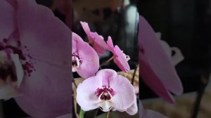 Орхидеи Биглип Белый Шоколад и Спиннер Розетта новинки в коллекции Светланы.