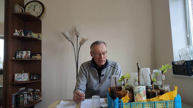 Результат укоренения черенков винограда при применении препарата Ризапон 2%.