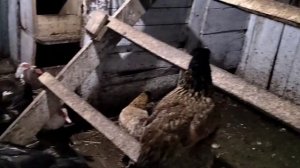 Куры и индоутки / Яйценоскость моих 30 кур и индоуток / Чем кормить кур осенью?